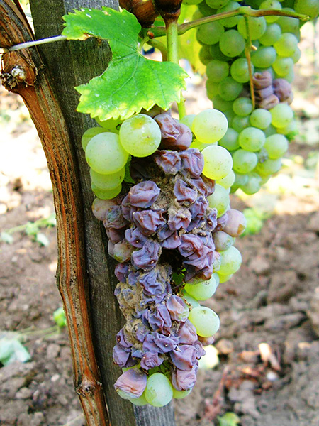 貴腐菌により発酵したぶどう